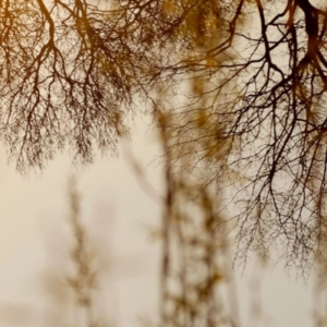 Emmanuel Vaughan-Lee on Remembering Earth